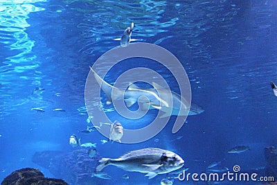 Barcelona, Spain - Under water in the Aquarium Stock Photo